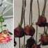 Jak pięknie wysuszyć bukiet, pąki i róży w domu?